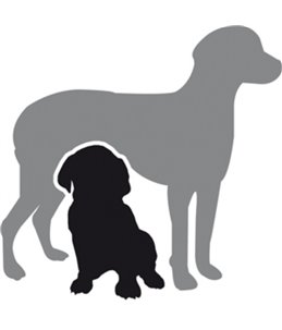 Hondenluiers dipy 12 st. - l