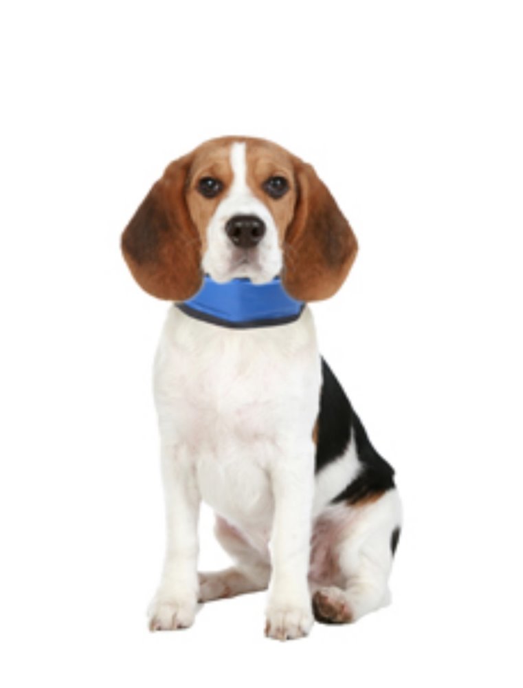 Koelbandana fresk - s (15-30cm)