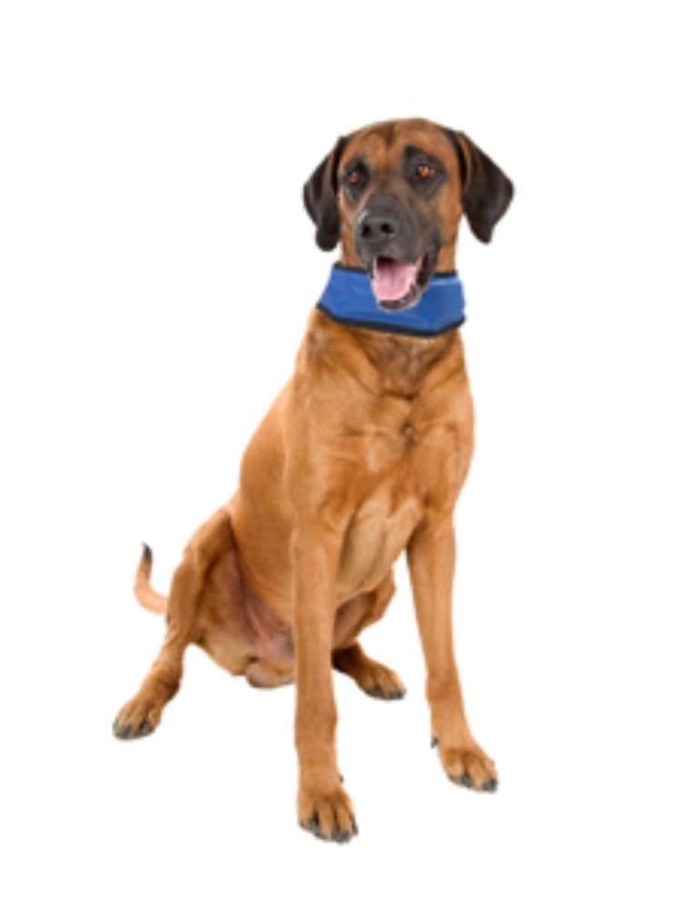 Koelbandana fresk - l (45-65cm)