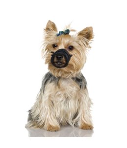 Muilband zacht xs 30-42cm neusomtrek 18-23cm zwart