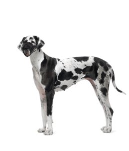 Muilband zacht l/xl 53-83cm neusomtrek 28-35cm zwart