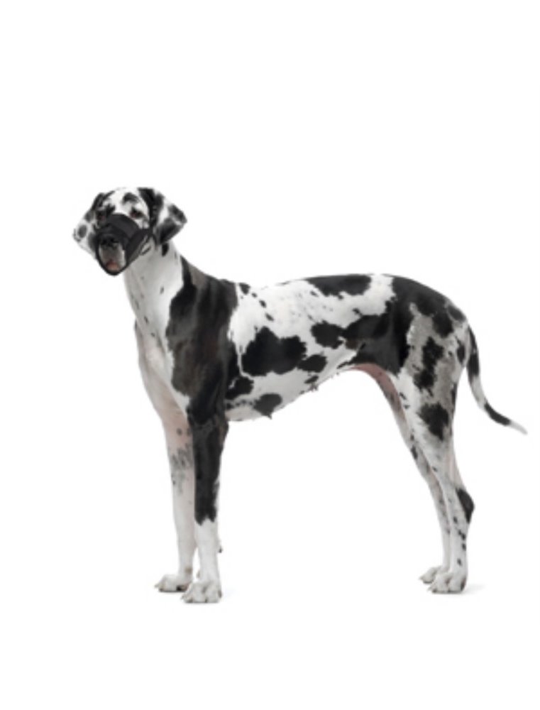 Muilband zacht l/xl 53-83cm neusomtrek 28-35cm zwart