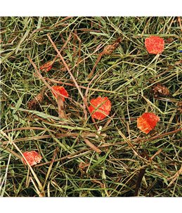 Berghooi met wortel 500gr.