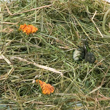 Berghooi met paardenbloem 500 gr. 