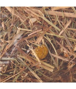 Berghooi met kamille 500gr. 