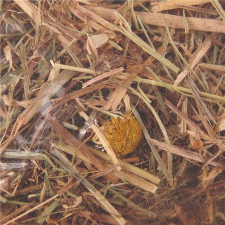 Berghooi met kamille 500gr. 