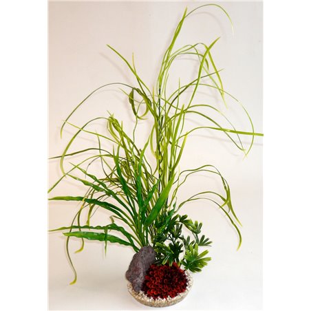 Sydeco lily grass rock