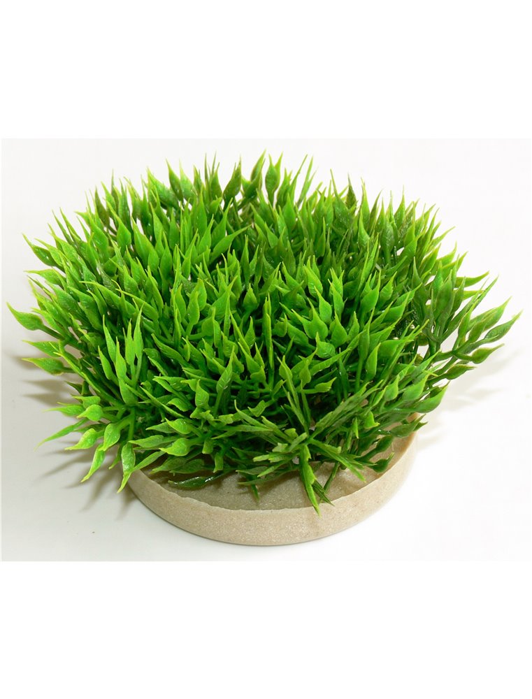 Sydeco green moss