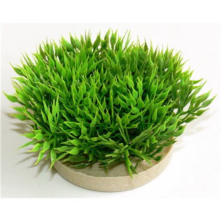 Sydeco green moss