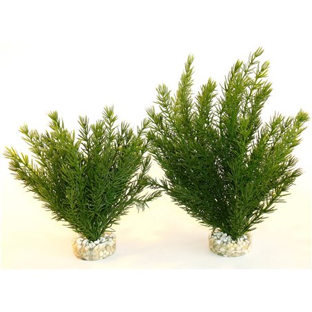 Sydeco club moss large