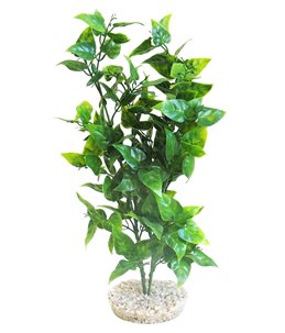 Sydeco heart-shaped leaves