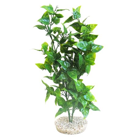 Sydeco heart-shaped leaves