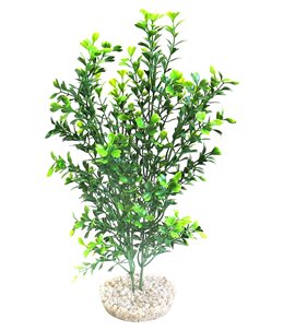 Sydeco natural curly plant