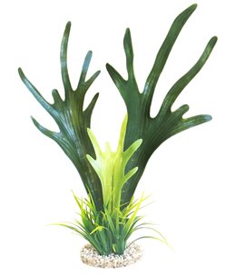 Sydeco tall fucus algae