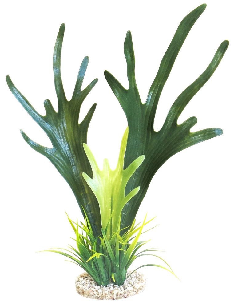 Sydeco tall fucus algae