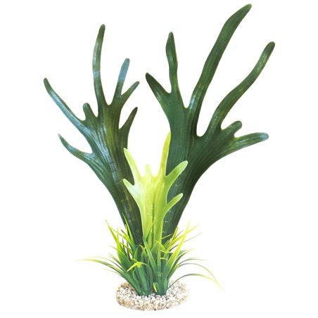 Sydeco tall fucus algae