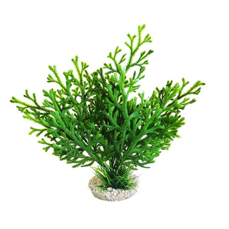 Sydeco microsorum plant