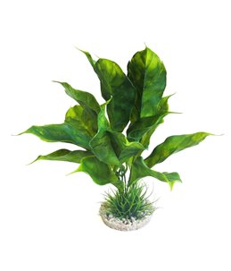 Sydeco anubias plant
