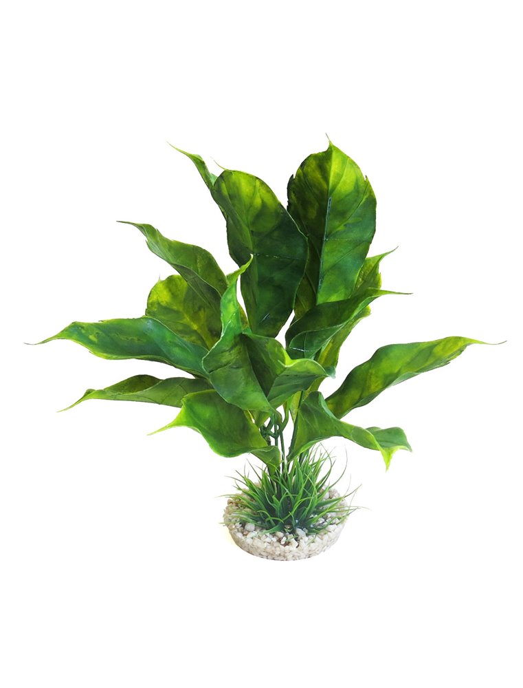 Sydeco anubias plant