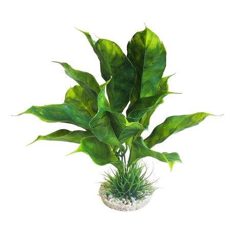Sydeco anubias plant