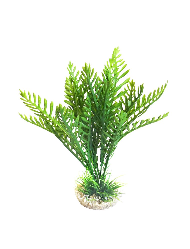 Sydeco hottonia plant