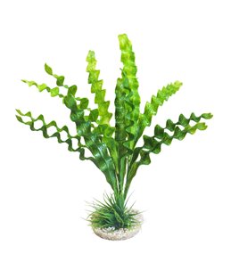 Sydeco aponogeton plant