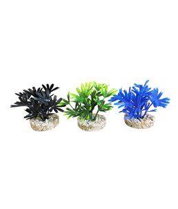 Sydeco mini dark plant