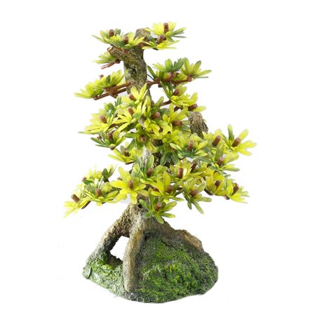Bonsai medio sort b