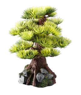 Bonsai medio sort c