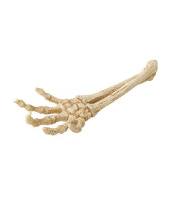 Skeleton hand