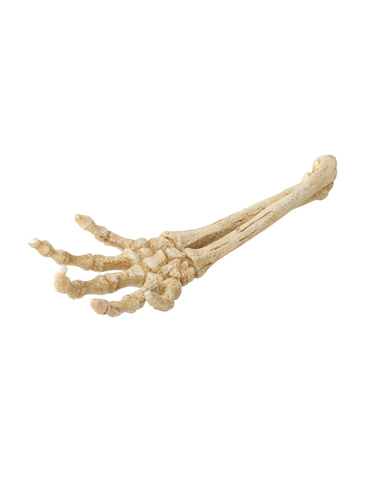 Skeleton hand