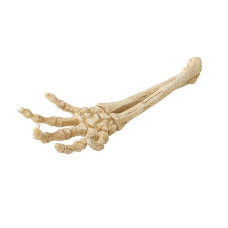 Skeleton hand