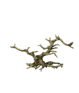 Bonsai with out leaves