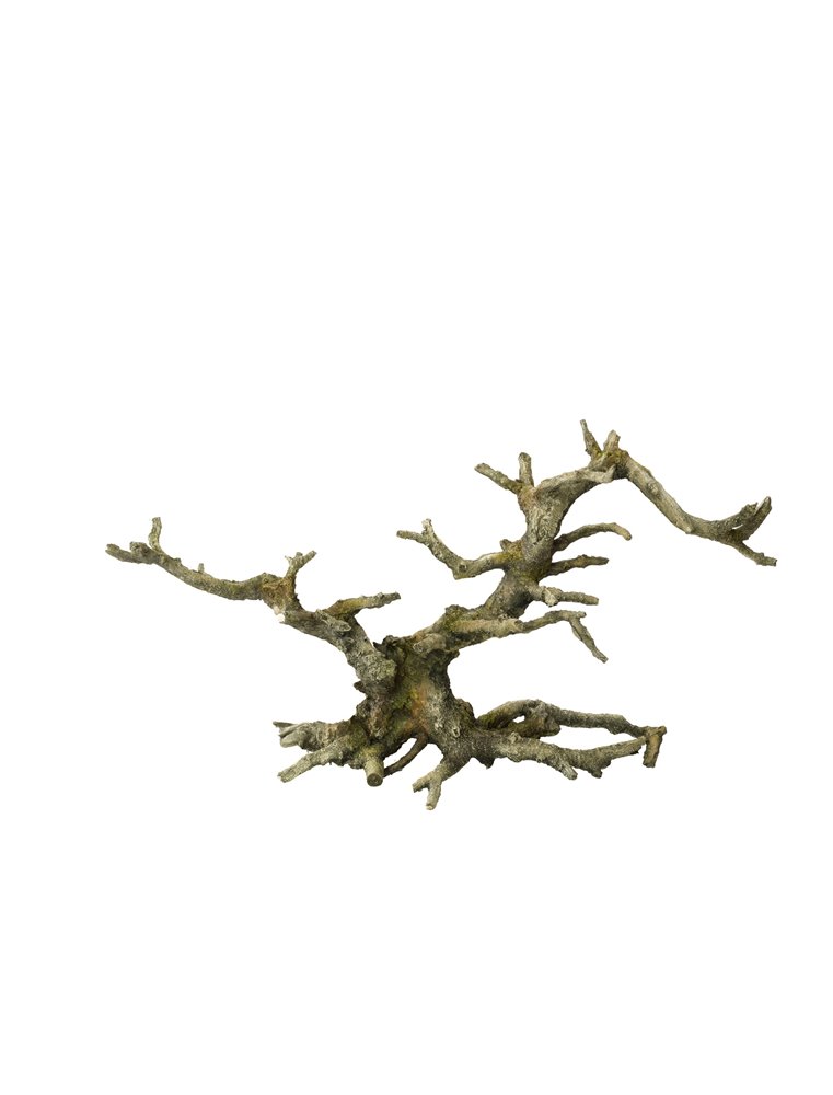 Bonsai with out leaves