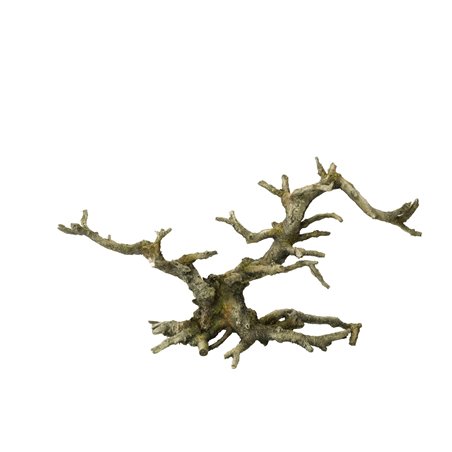 Bonsai with out leaves