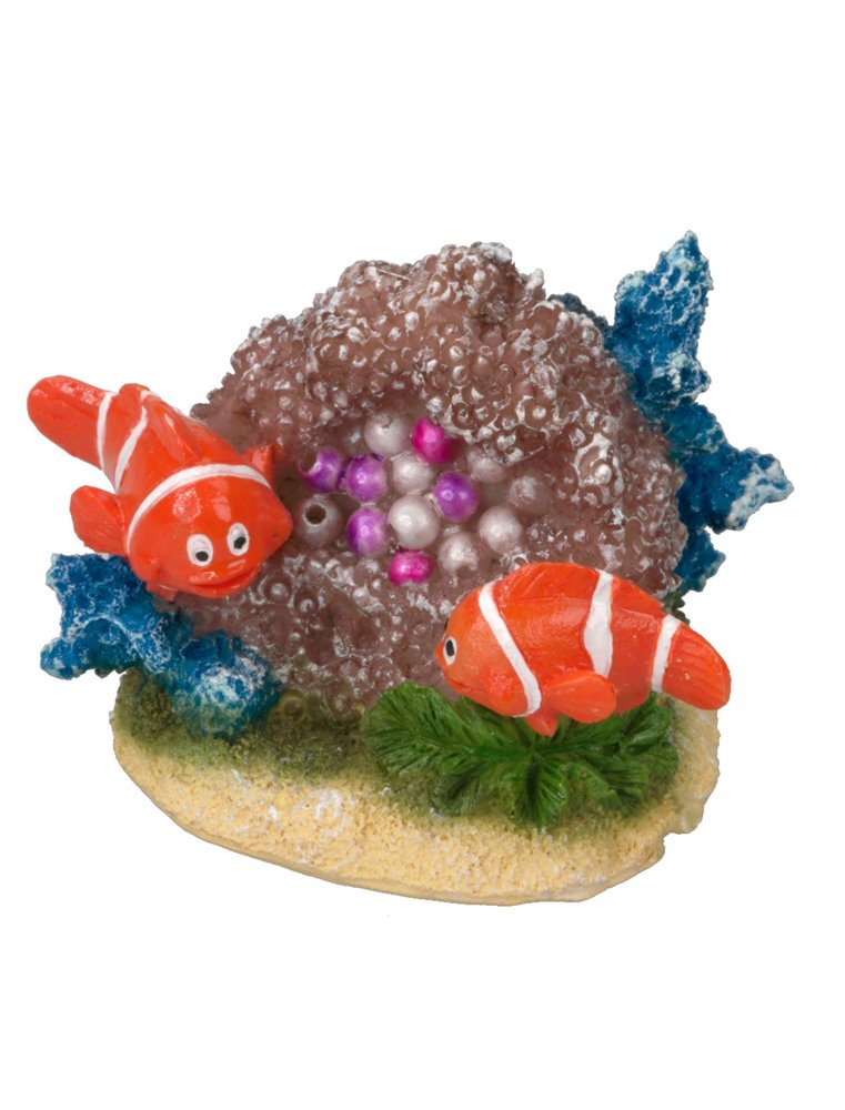 Clownfish 8
