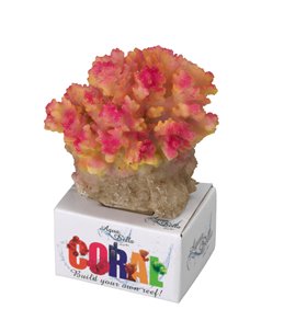 Koraal module pocillopora - 8x6,5x7,5cm