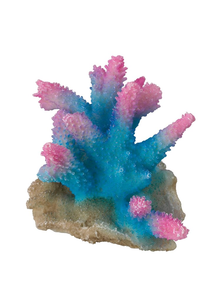Coral acropora