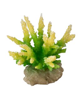 Coral hydnopora