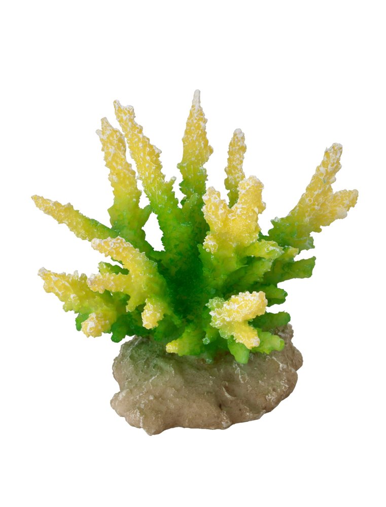 Coral hydnopora