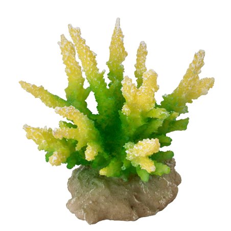 Koraal hydnopora - 9,5x8,5x10,5CM