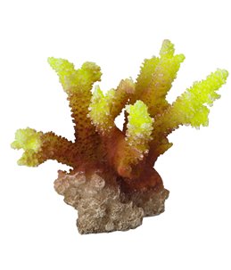 Coral acropora