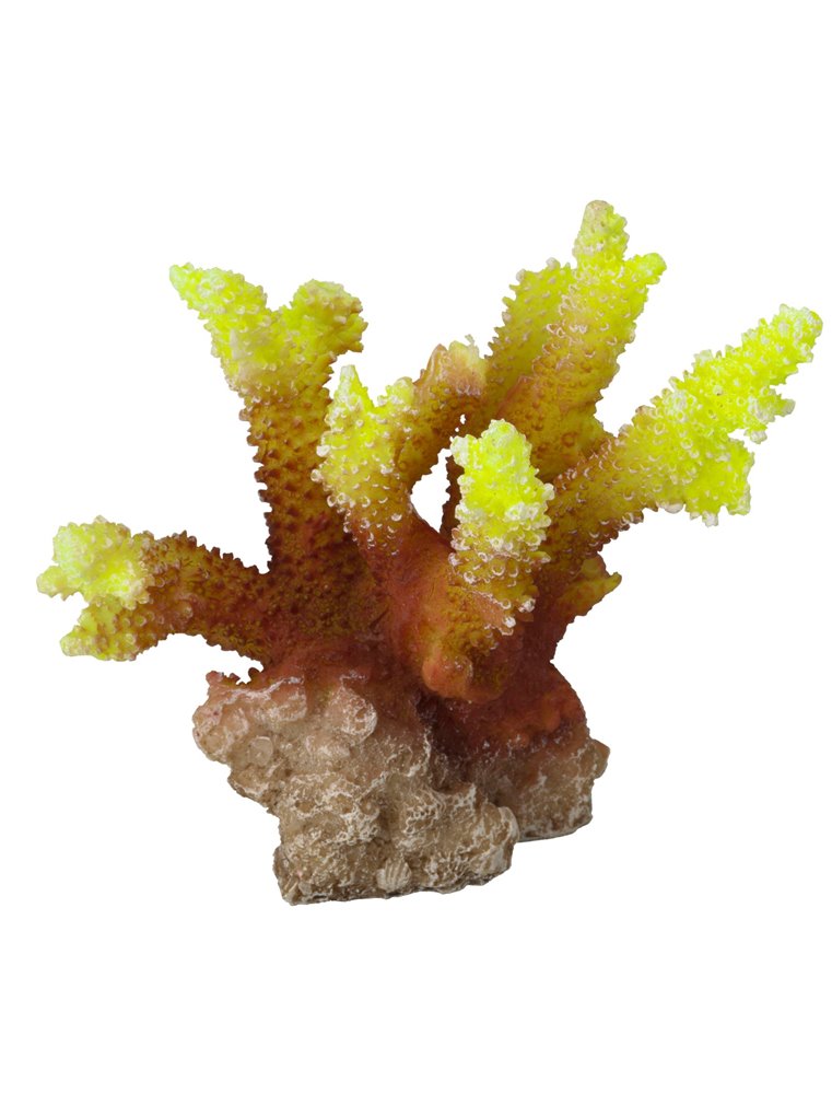 Coral acropora