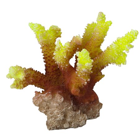 Koraal acropora - 10x9x10CM