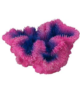 Coral symphylia