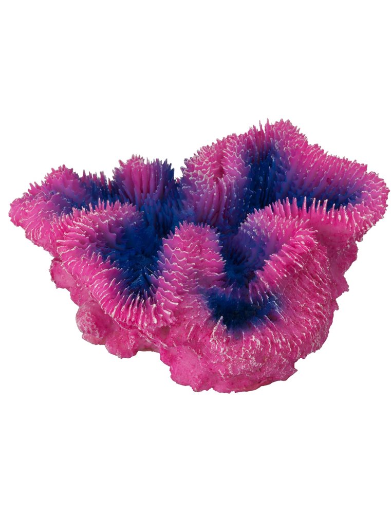 Coral symphylia