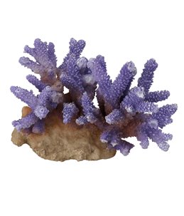 Coral acropora