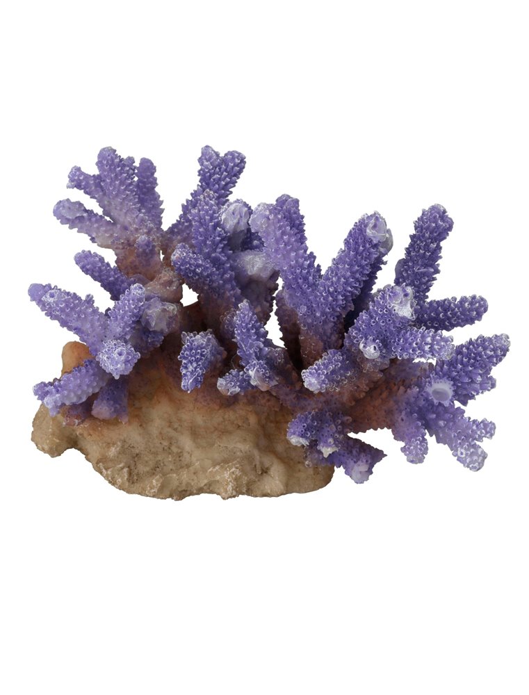 Coral acropora