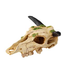 Carabaoskull