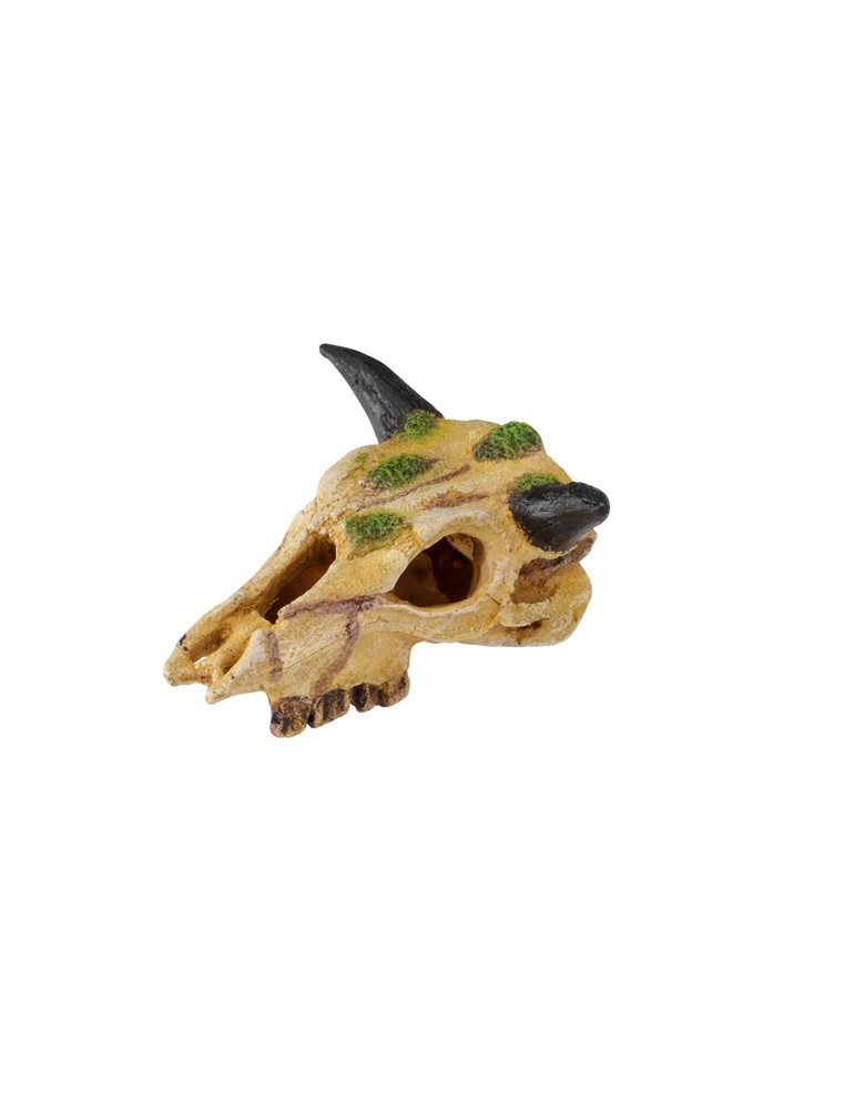 Carabaoskull